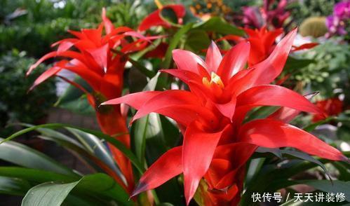 3种盆栽花卉,好养又大气,家里养一盆,旺财也镇宅!