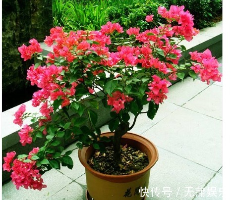 夏天养三角梅，花前、花后浇水很关键，做对了，才能花开满树