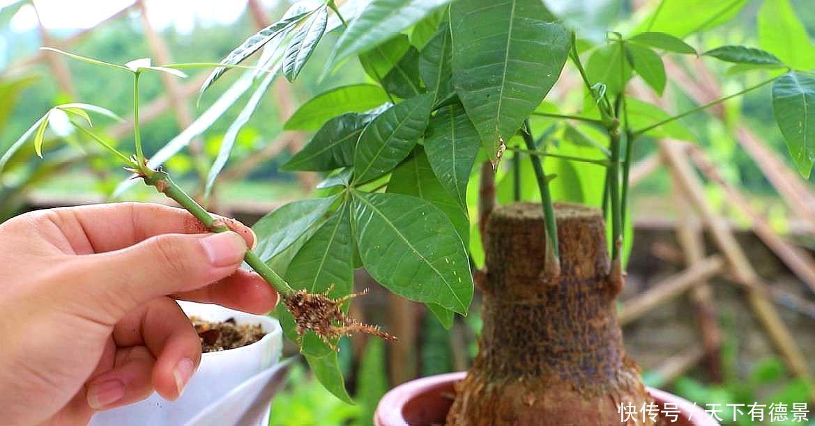 发财树黄叶,掉叶子?都是2个“小疏忽”,看看你犯了没有