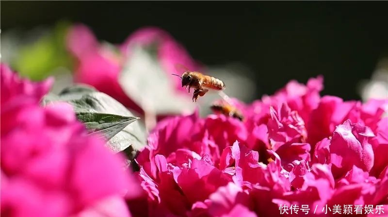 一条街|春城春意浓，西山区赏花正当时