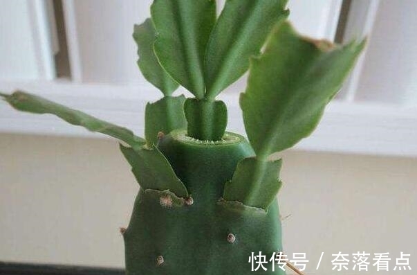 蟹爪兰嫁接，谨记“6字箴言”，嫁接失败，掌握“2法”，成功率高