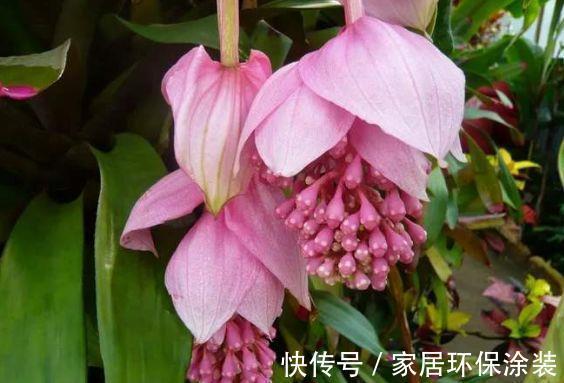 养花|6月29日开始,养花试试这几款,开花清新高雅,开花多又美