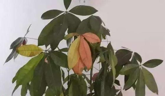 花卉总“黄叶”，更改“这3处”，叶子变得绿滴油，开花更旺盛