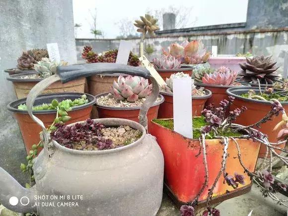 旧茶壶种点花,秒变高端盆景,卖300一个邻居抢着要