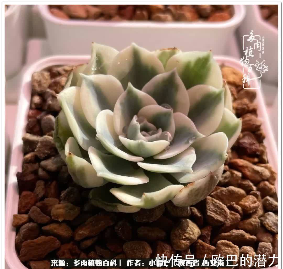 从景天到水泡和肉锥,那些年阳台种植多肉的历程!