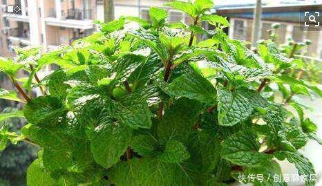 养花|不管你养不养花,3种花,总要养1盆,能缓解疲劳,还能杀病菌