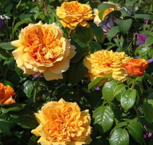 分枝|月季寿命有多少年养的时间越久长的越差,开花又少又小怎么办