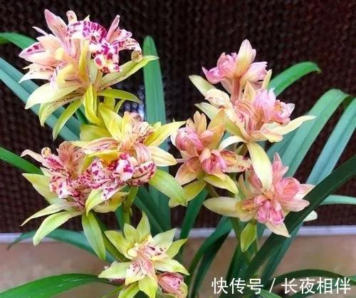 建议别错过的兰花之王,花朵够大开花够多,香味纯正,还特别好养