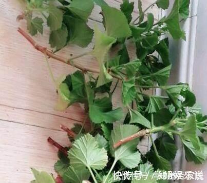 阳台上|这花花期长又漂亮,一个扦插小窍门,十天生根,轻松爆盆开成花球