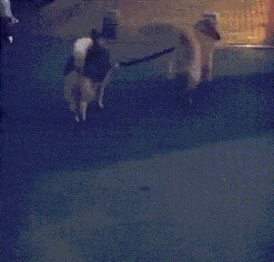 |搞笑GIF趣图:一张图告诉你,千万不能跟老爸一起去健身房