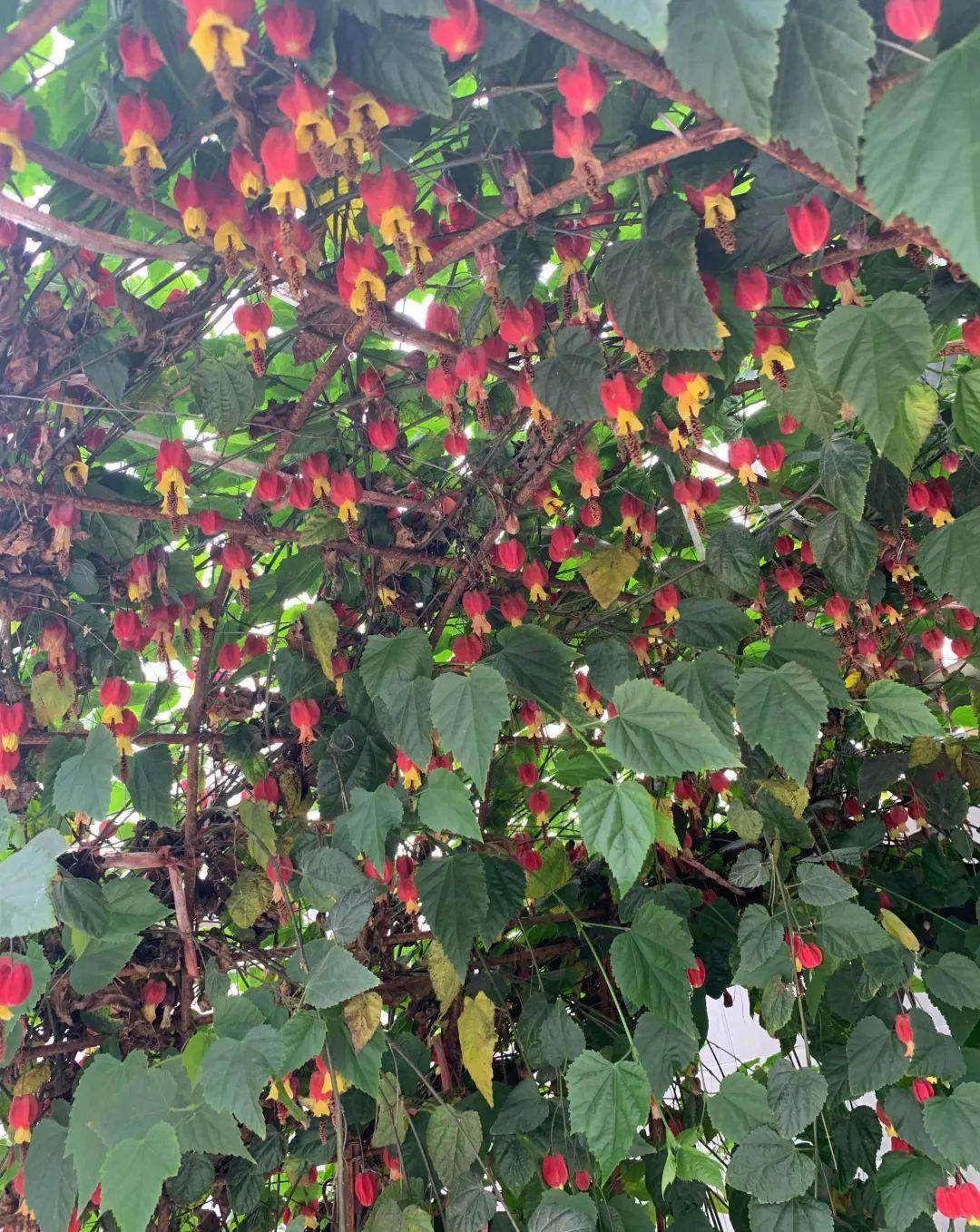 家里养盆蔓性风铃花,掌握4点养护技巧,全年花开不间断!