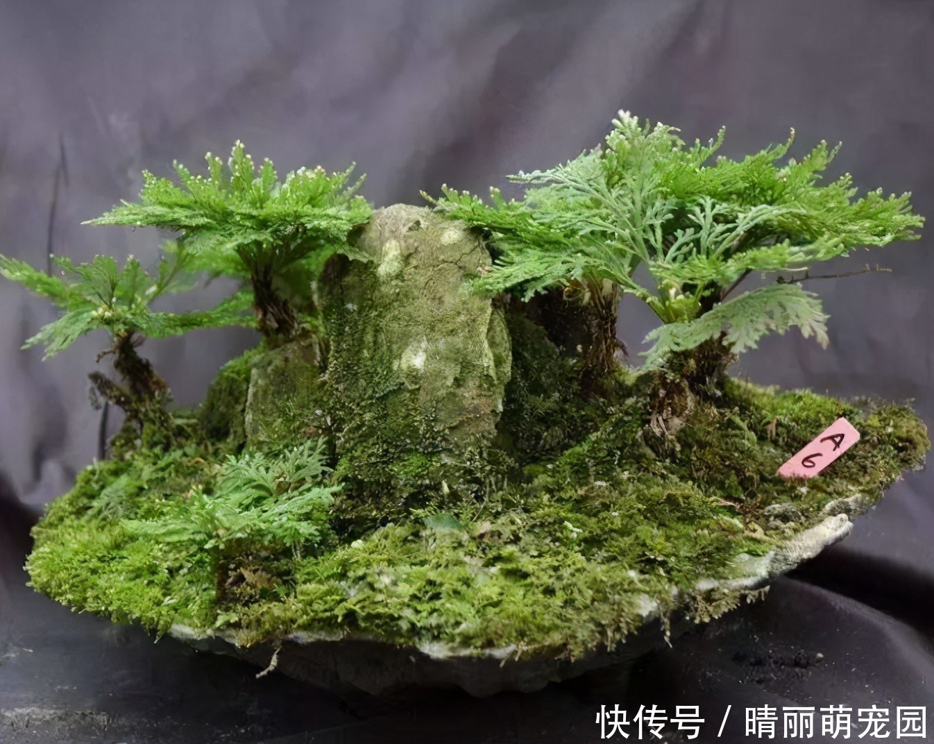 九死还魂草|还魂草野外到处都是，碰到后别犹豫，拿个袋子挖走