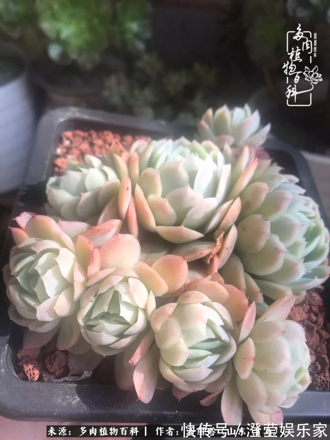 吉娃娃|我和我的“多肉恋人”,怎么样有没有惊艳到你!