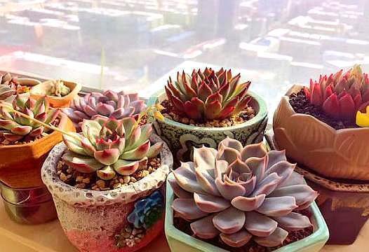 夏季养多肉，“保命”是关键，做好4要点，轻松度过“生死劫”