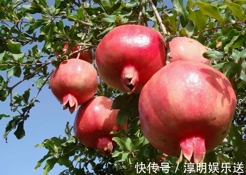 庭院|庭院栽种什么花卉树木比较好,赶快来了解一下吧