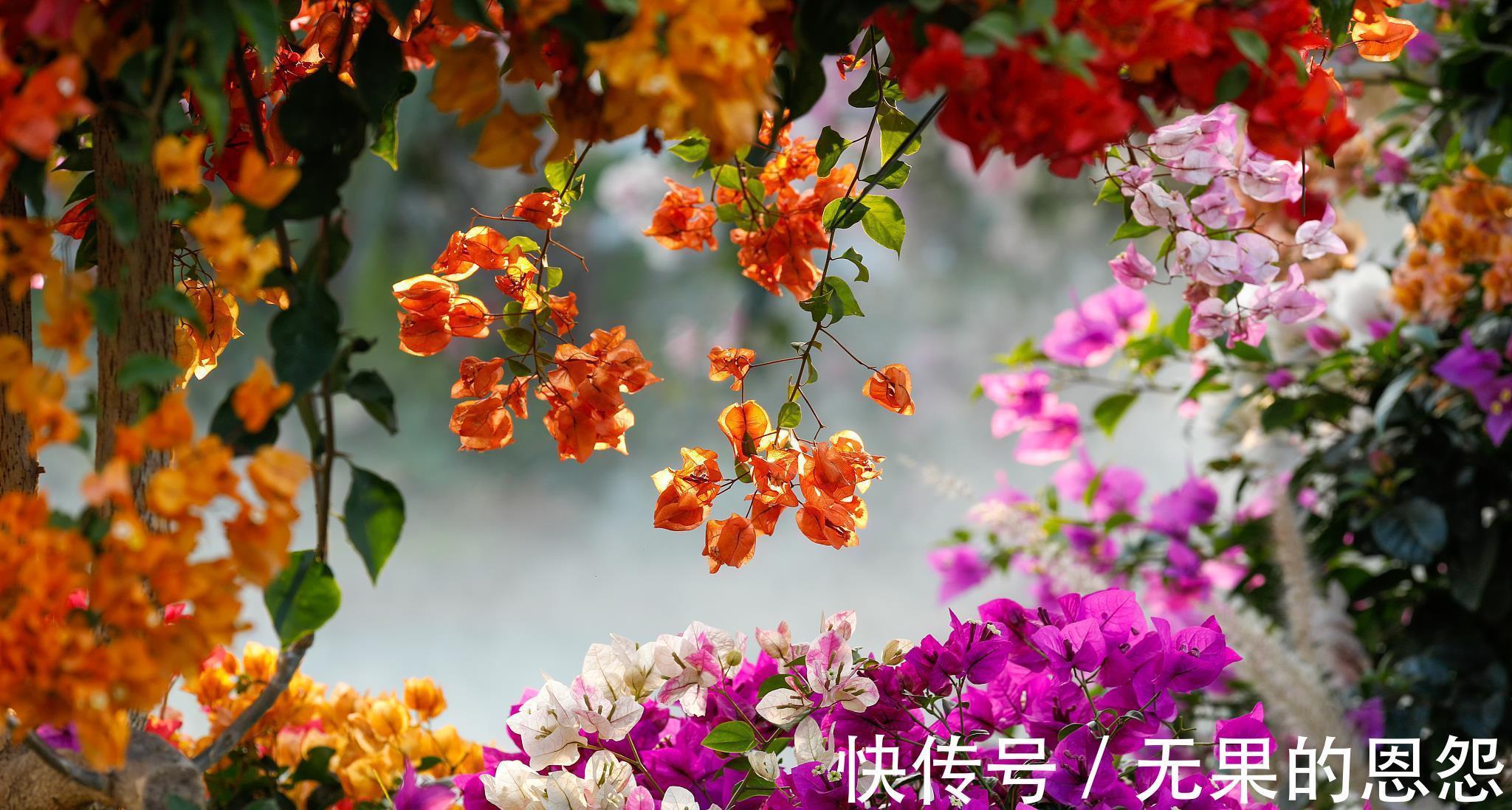 三角梅|进入秋天,10种花很喜欢磷酸二氢钾,早点喂饱,好处多多