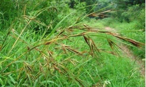 农村一种常见野草,民间的“化血丹”,散瘀活血止痛,治风湿痹痛