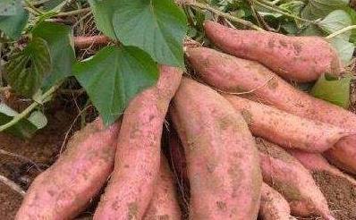 粗粮|冬季来了,适合糖友食用的三菜、三肉、三粗粮,果断收藏