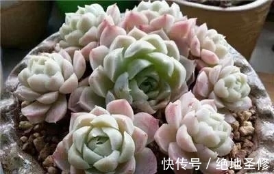 厚叶|3种多肉植物,号称“爆崽小能手”,晒一晒上色美,容易群生爆崽