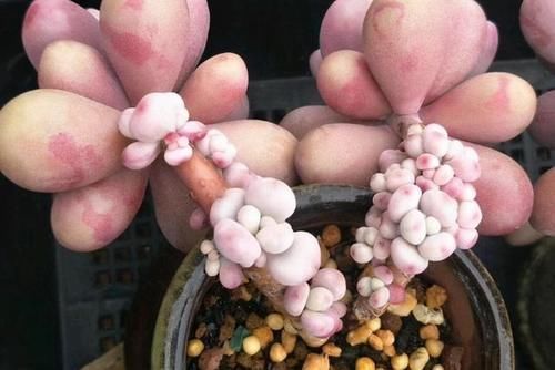 出缀化感|多肉没状态,三动作“虐一虐”,催出缀化感,养成老桩值上万块