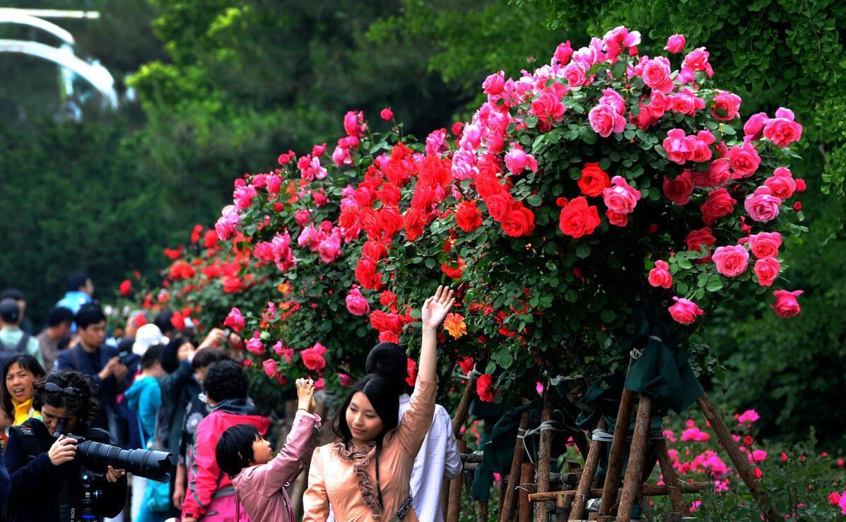 适合春天养的4种“花树”,有空种几棵,小院子也有“高颜值”