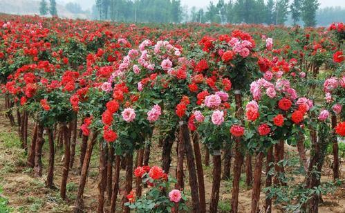 养花|养花新手买“老桩”,都被“割韭菜”,高手会省钱,专挑小的买