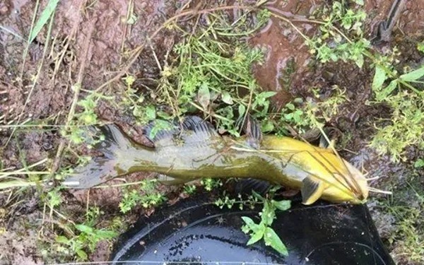 常用5招“对付”黄颡鱼,简单又好用,鱼一条接一条上钩!