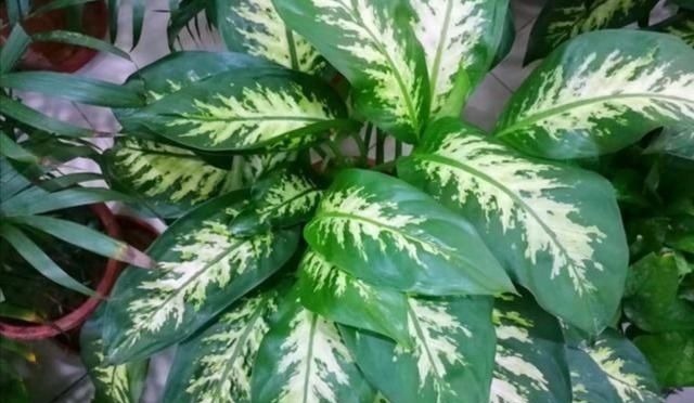 适合客厅养的6种植物，姿态优美，美观大方，寓意又美好