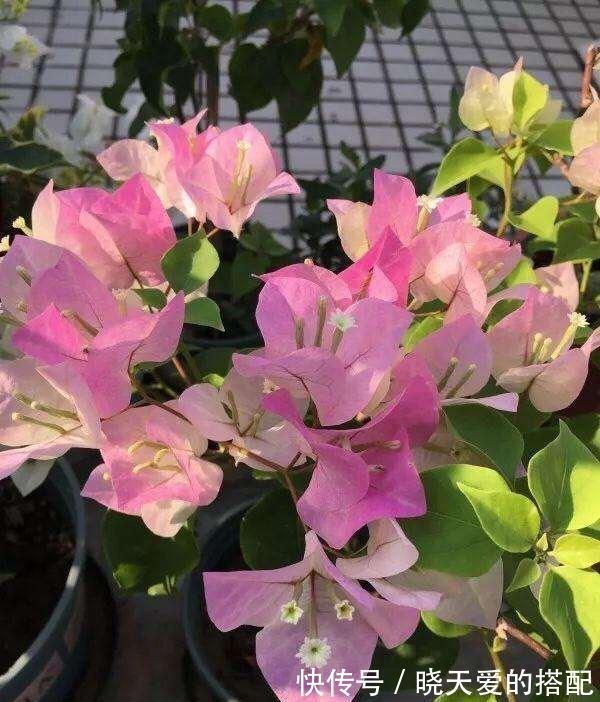 适合十月养的“14种花”,成活率高,能早日开花,喜欢别错过