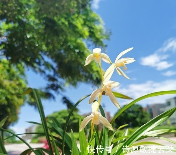 此兰虽然“白菜价”，但是意境高雅，兰香浓郁，放在客厅尽显大气！