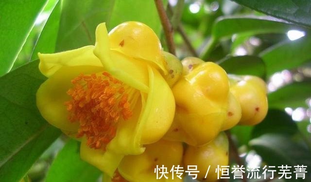 此茶花为我国独有，被誉为“植物黄金”，通体金黄，有钱难买到！