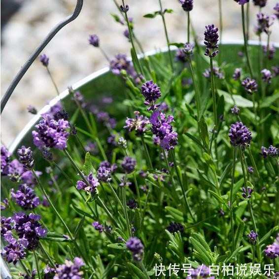 这几种花比香水还要香,把它栽在阳台,香味会让你心旷神怡