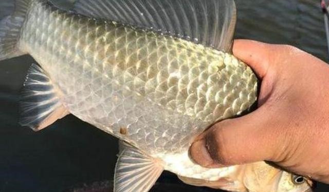 不打窝怎么钓好鱼？老司机直言：按我说的做，一支竿都钓不过来