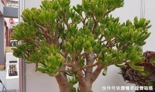 多肉|花友养多肉3年,全都养成了老桩,全靠这6个品种,真是太明智了!