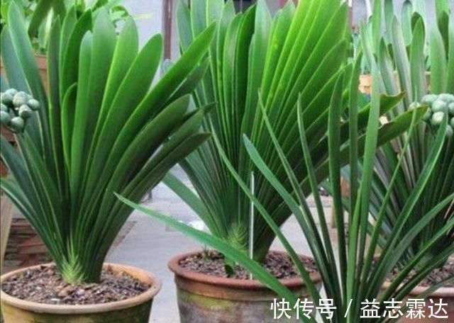 温度|君子兰叶子出现褶皱,3个方面没有做好,应及时改正