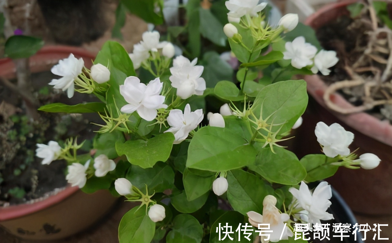 茉莉需润养，这“三位置”留点水，花苞咕噜冒，一次绽放上百朵