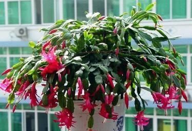 秋冬养蟹爪兰，牢记2个要点，花开满枝头，一茬接一茬！