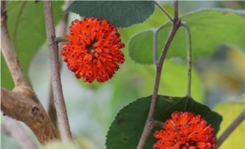 男人|农村随处可见的稀罕水果,男人吃了有益,如今20元一斤