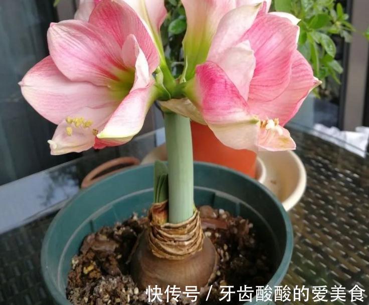 自来水|这种厨房垃圾不能扔,加工后养花,比花钱买的肥还温和好使