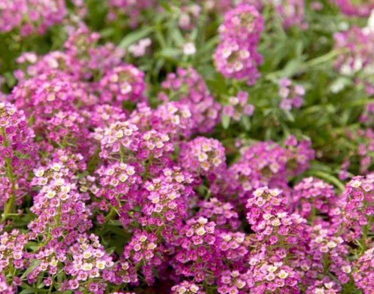 劳模|4种花是花中劳模,一年四季开花不断,美的不像话