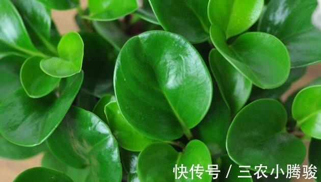 事项|豆瓣绿怎么养长得好? 豆瓣绿的养殖方法和注意事项