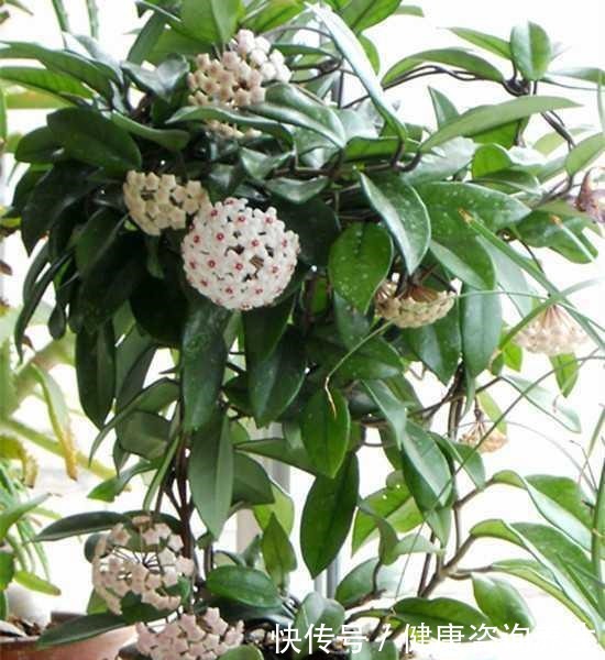 六月养球兰有“三怕”,难怪一直长叶不开花,甚至容易烂根萎蔫!