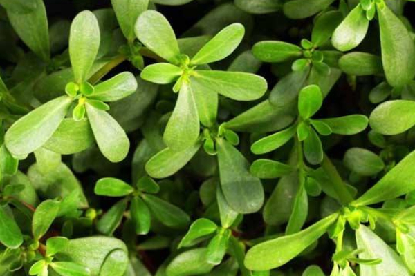 荠菜|农村被埋没的4种野菜,比蒲公英好100倍,尤其适合老年人