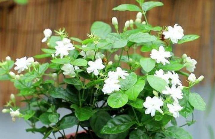 此款花卉,花艳易爆盆,开花幽香暗淡,养在家中香飘满屋