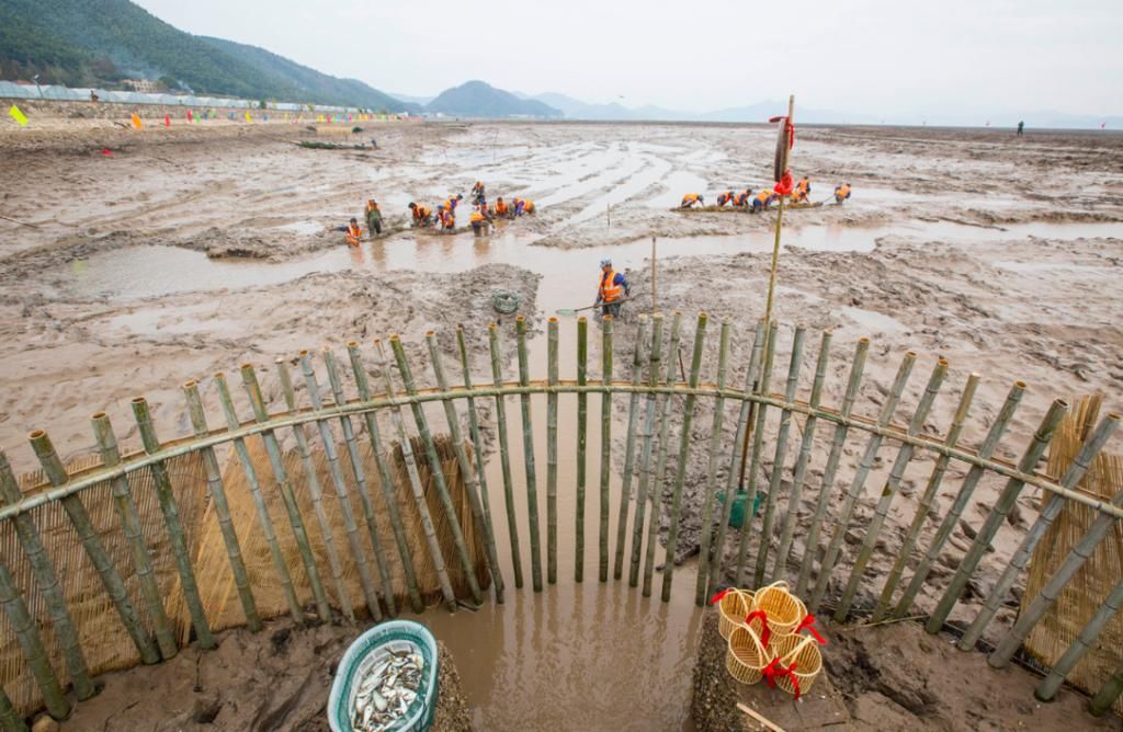  捕鱼|西沪港“冬渔节”精彩上演！墙头下沙再现传统放冬塘活动