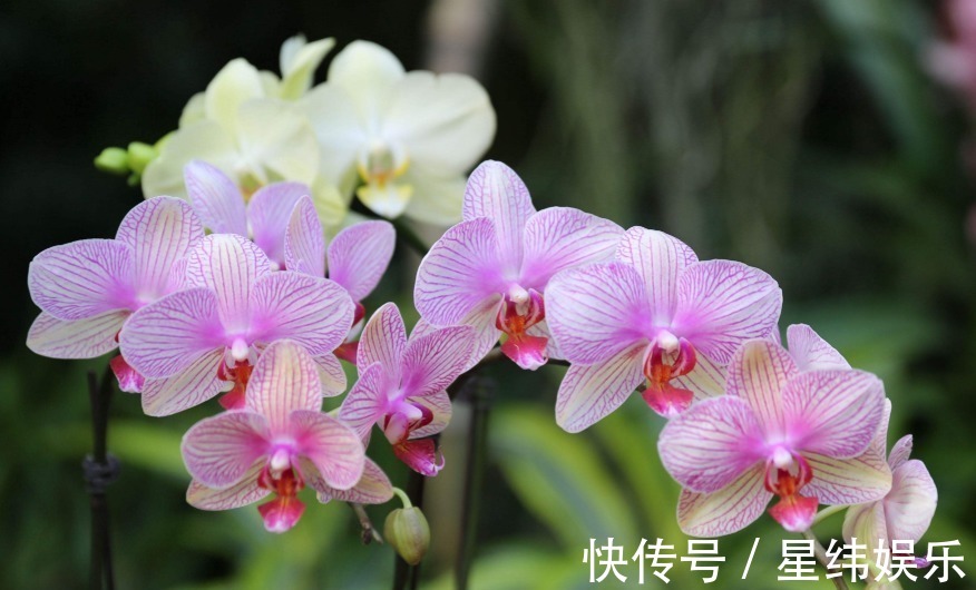 王者香|好看的兰花这样栽种后,不但可以常常开花,还能芳香满屋