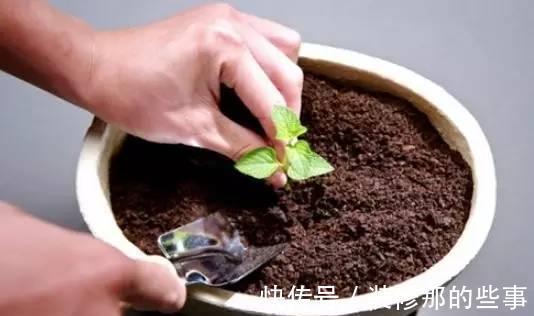 番茄|小苏打也能用来养花,效果那叫一个杠杠的好