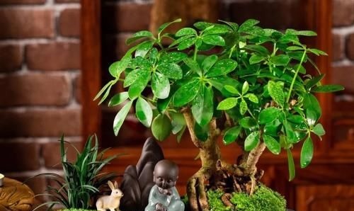 6种“耐阴花”，室内也能生长旺盛，叶色翠绿又开花