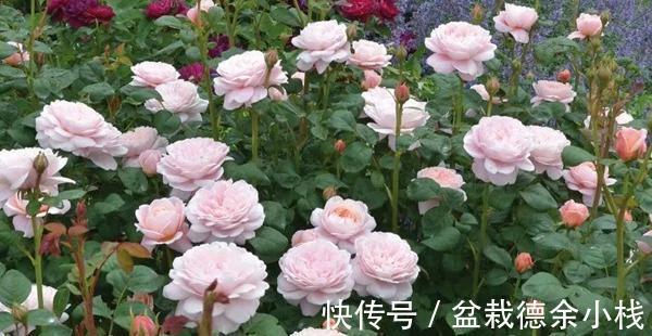 光照|月季花中的“女王”,想要养好它,需要注意8个方面