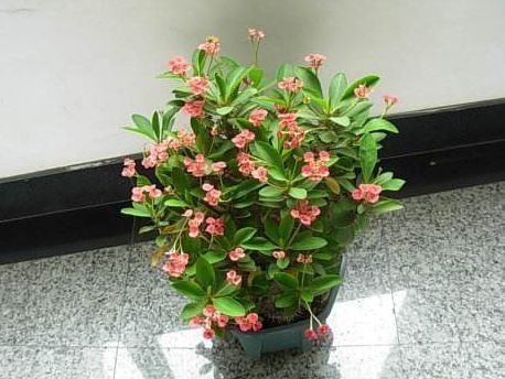 虎刺梅|越来越多人不养绿萝了,如今都流行这种花,好看又旺财,花繁叶茂